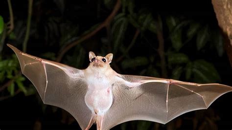47年次屬什麼 蝙蝠怎麼飛進家裡